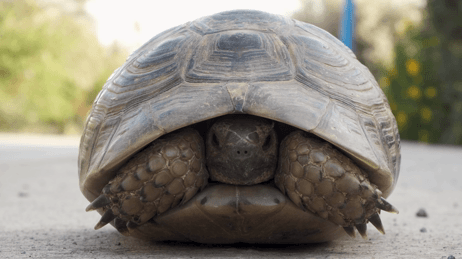 Turtle.gif