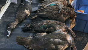 Comment je suis devenue une adepte de la chasse aux canards