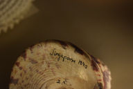 Historic artefact captured at shallow depth, isolating form and inscription