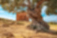 Agrigento - Temples valley
A greek templ