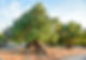 Big and old ancient olive tree in the ol