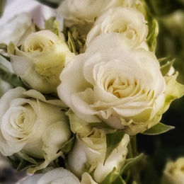 A Tale of Two Sisters