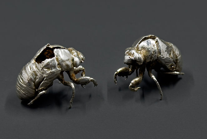 Rupture, silve rsculptures cast from discarded cicada exuvia