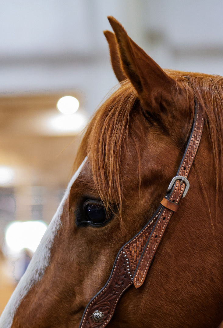 Ears Up! Here's what to expect from this blog.