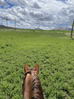 Short water and tall grass