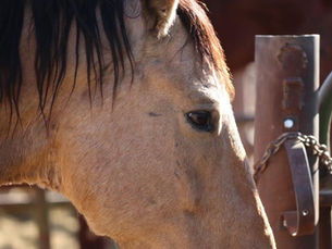 You Already Know This Glucose Trick. You Just Use It On Your Horse.