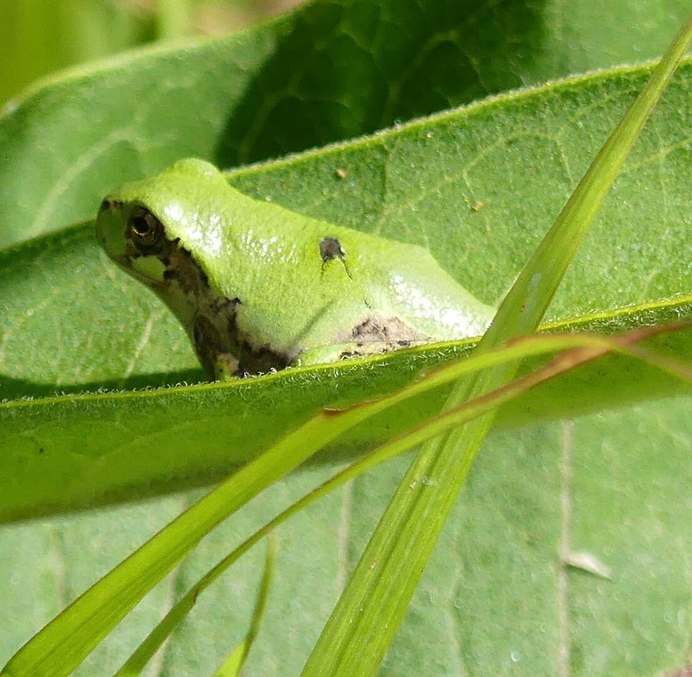 ree