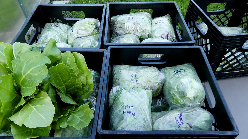 Cool Weather Crops