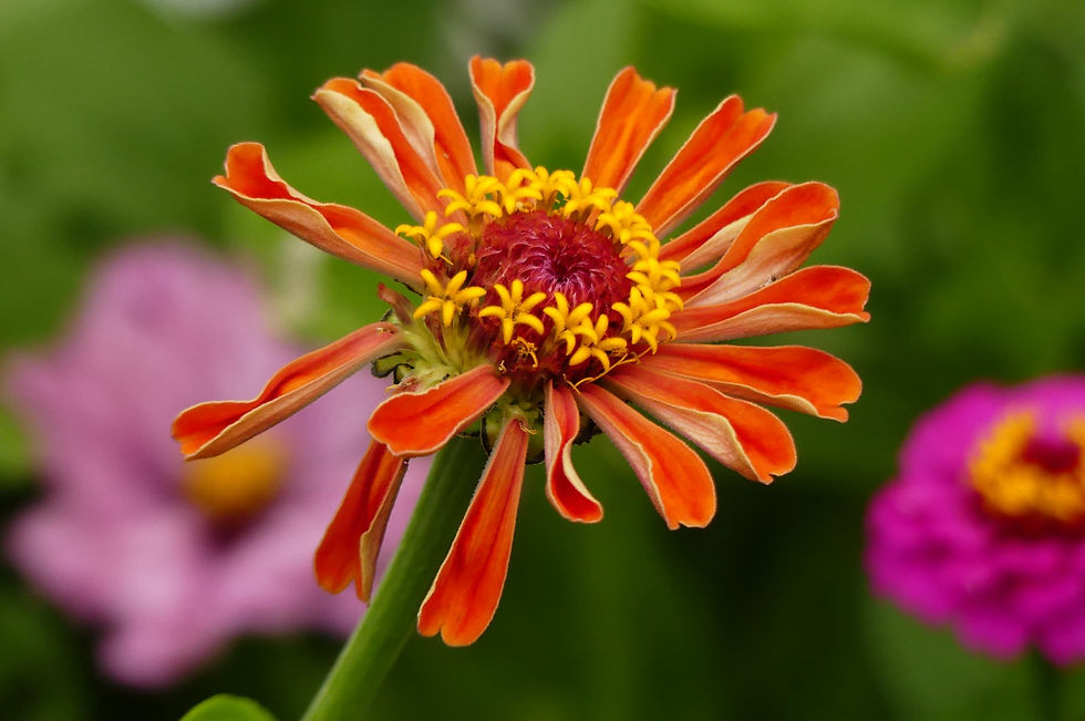 garden walk with a Lucas Jones poem