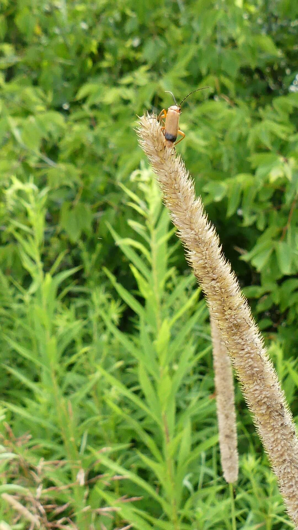ree