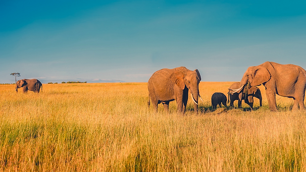 Africa, Elephants
