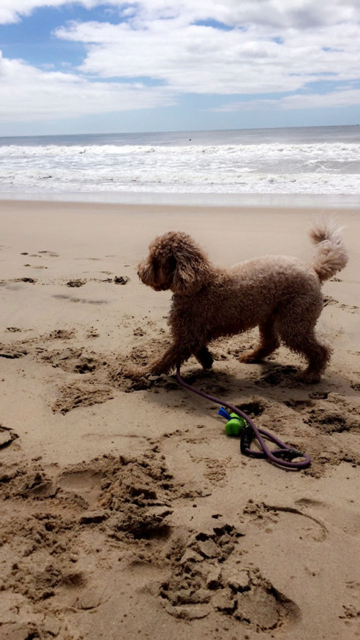 DOG ON BEACH