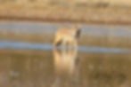 Coyote on the prowl Bosque del Apache, New Mexico 
