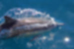 dolphins wall art nature prints