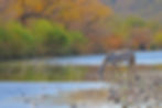 Salt River wild horses Arizona wall art river fall 