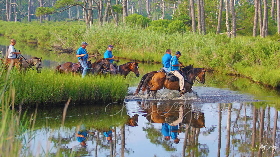 Saltwater Cowboys crossing the water headed to the pony swim