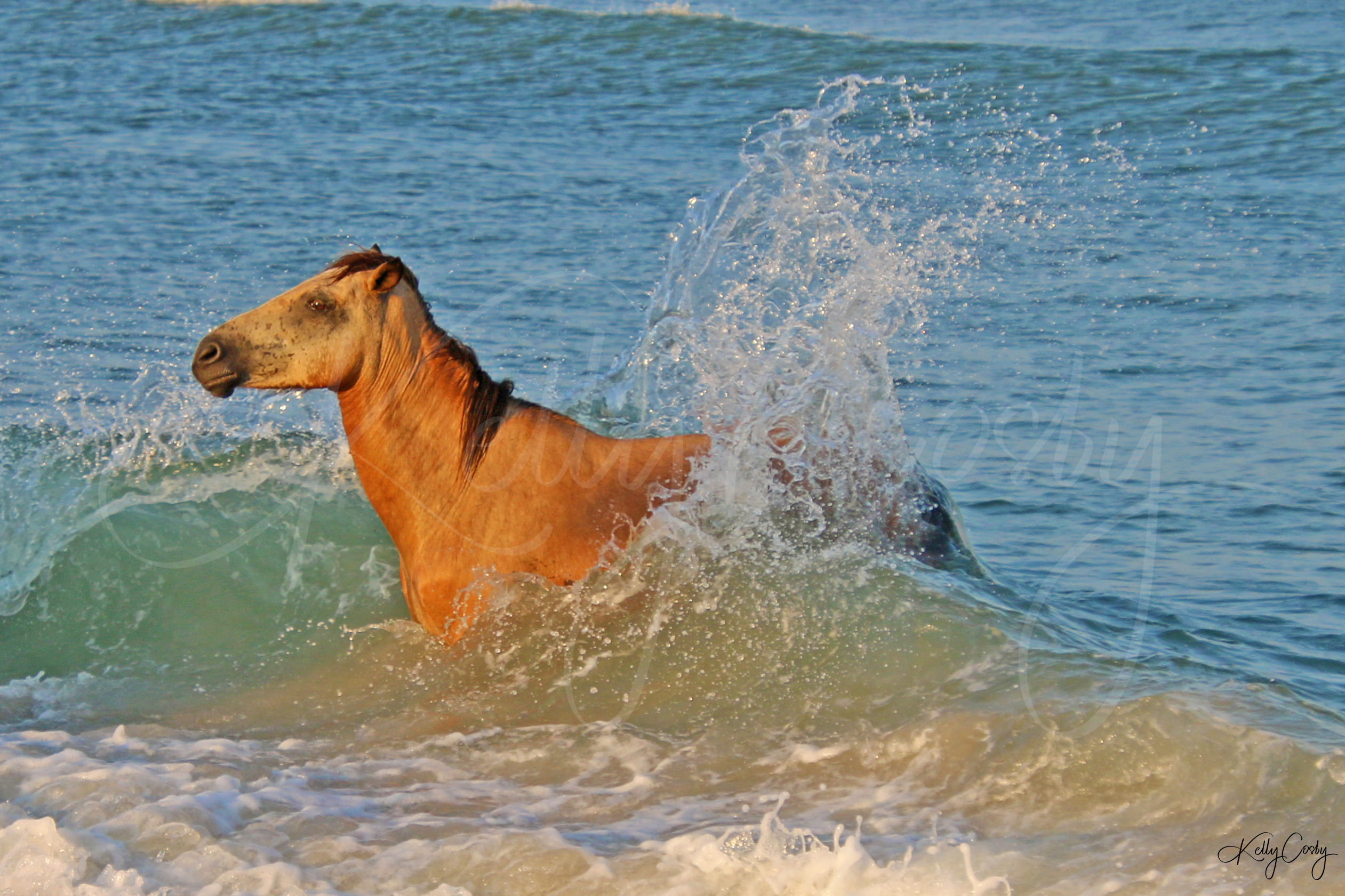 Assateague Island wild horses beach water art