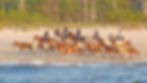 Cowboys with a band of wild horses walking along the beach during the Chincoteague pony round up