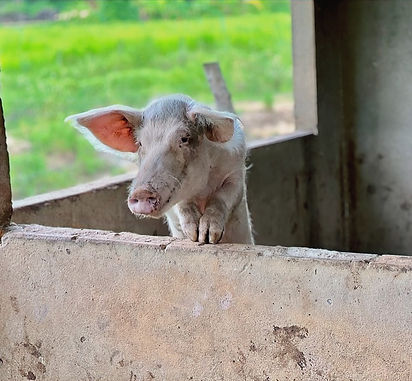 E4625F3F-91D4-4D87-A98F-C0C1964EC926_1_1