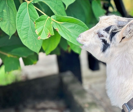 E810D611-13A9-4086-A825-B5BCB1014803_1_1