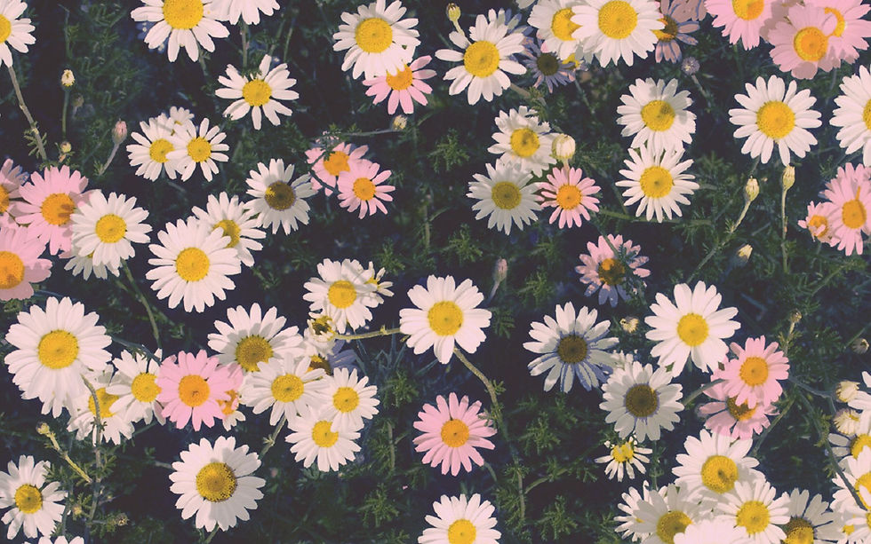 daisies.jpg