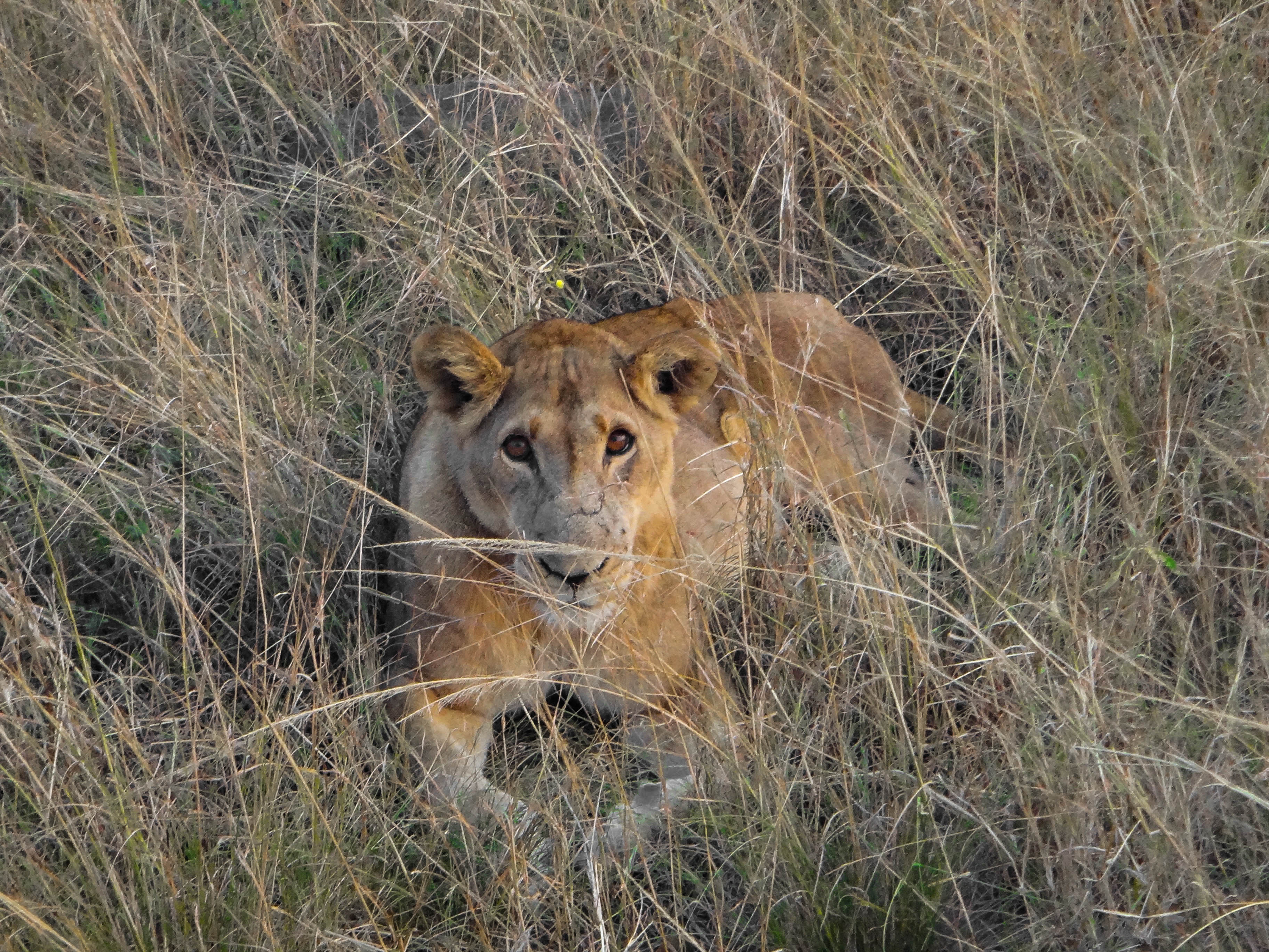Queen Elizabeth National Park,Uganda