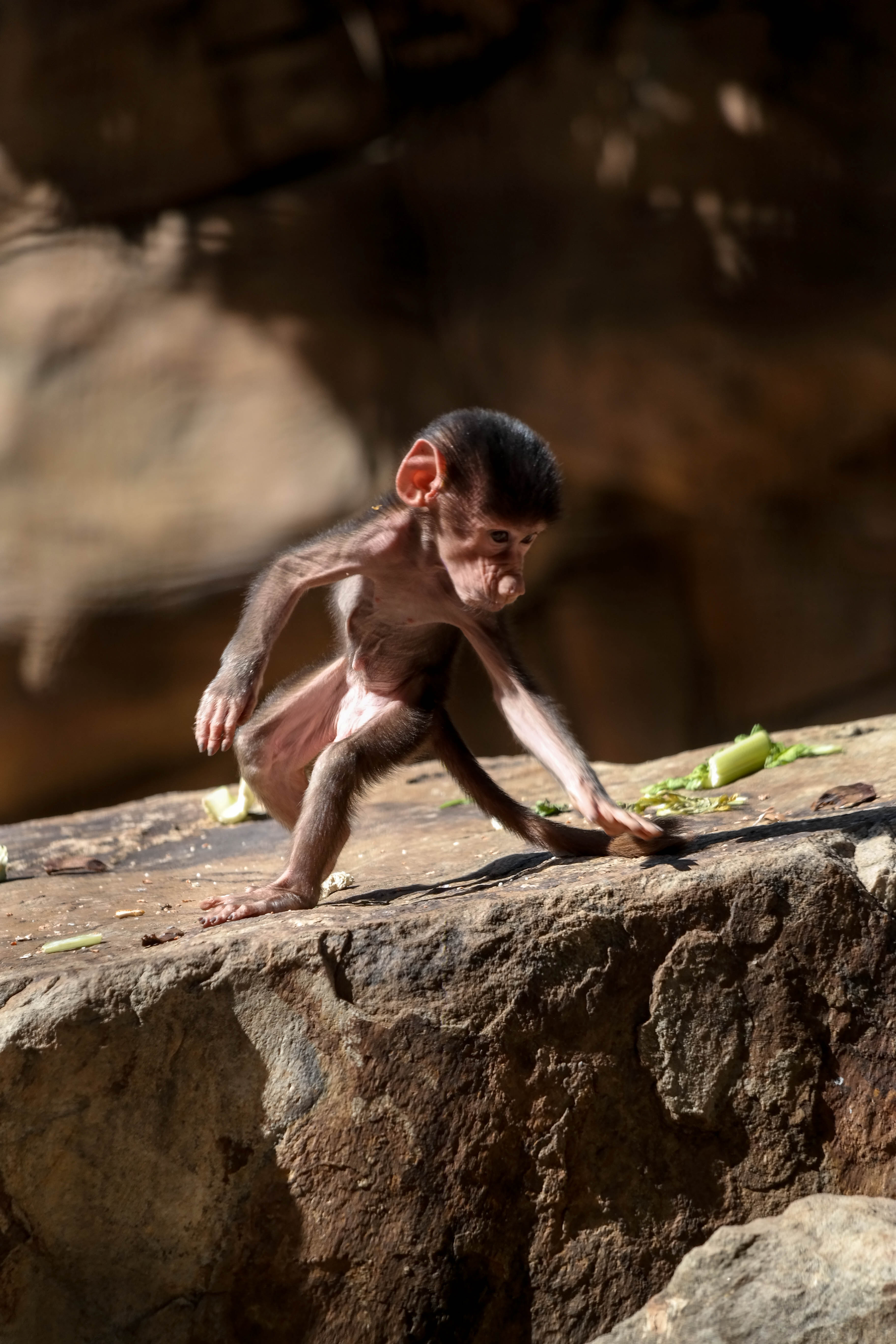 Adelaide Zoo, SA