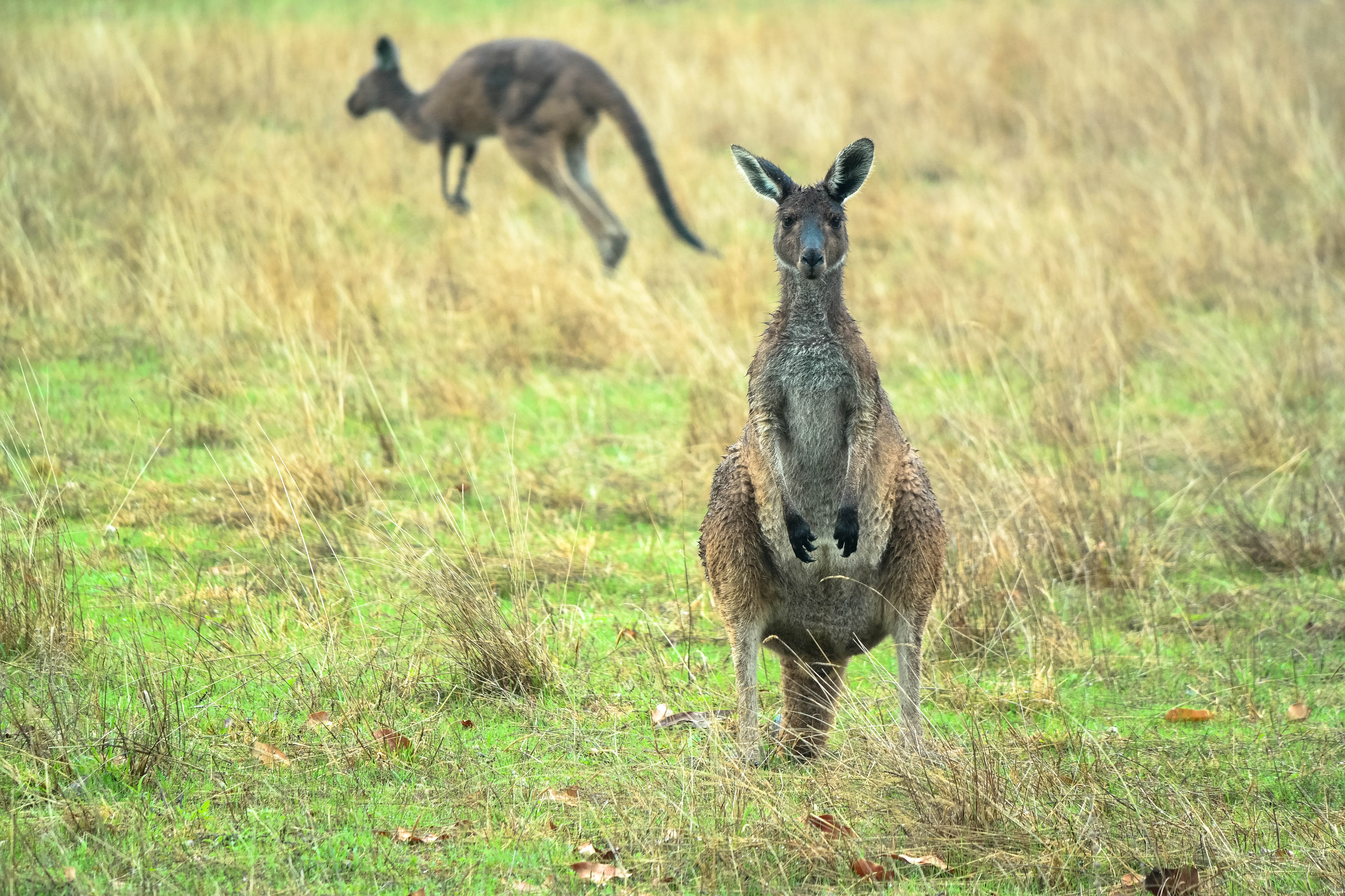 Margaret River, WA