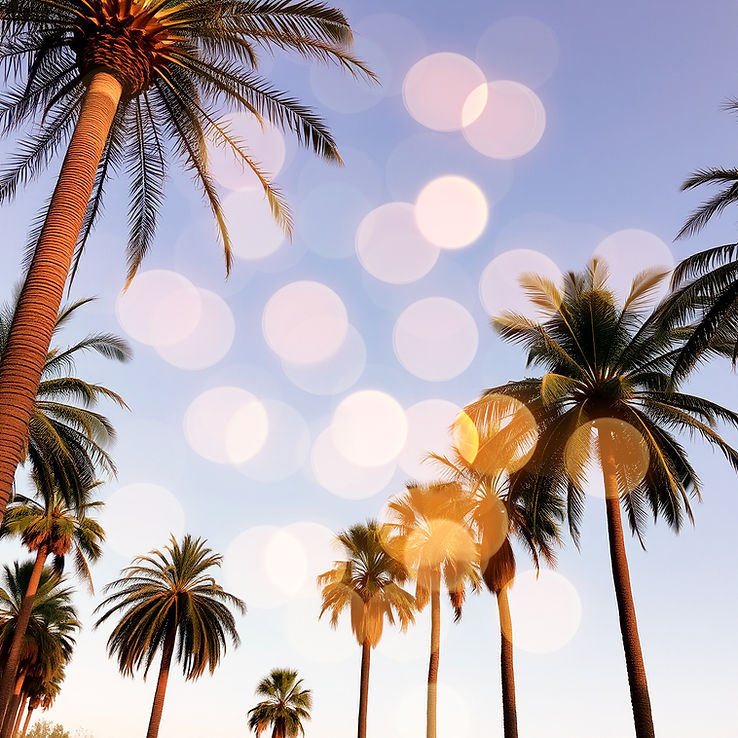 Palm trees.jpg