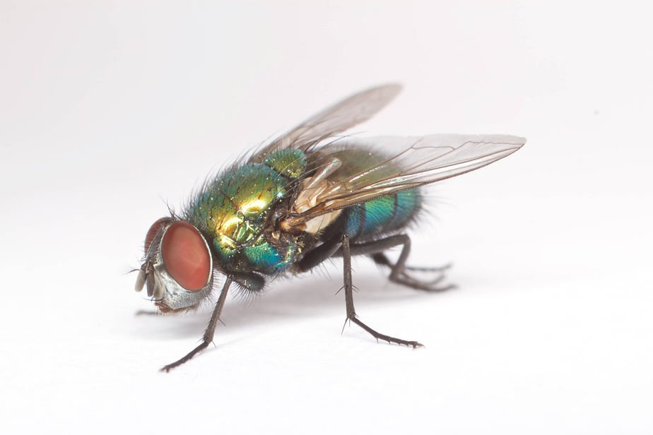 Calliphoridae_fly_on_white_background_(17358020332).jpeg