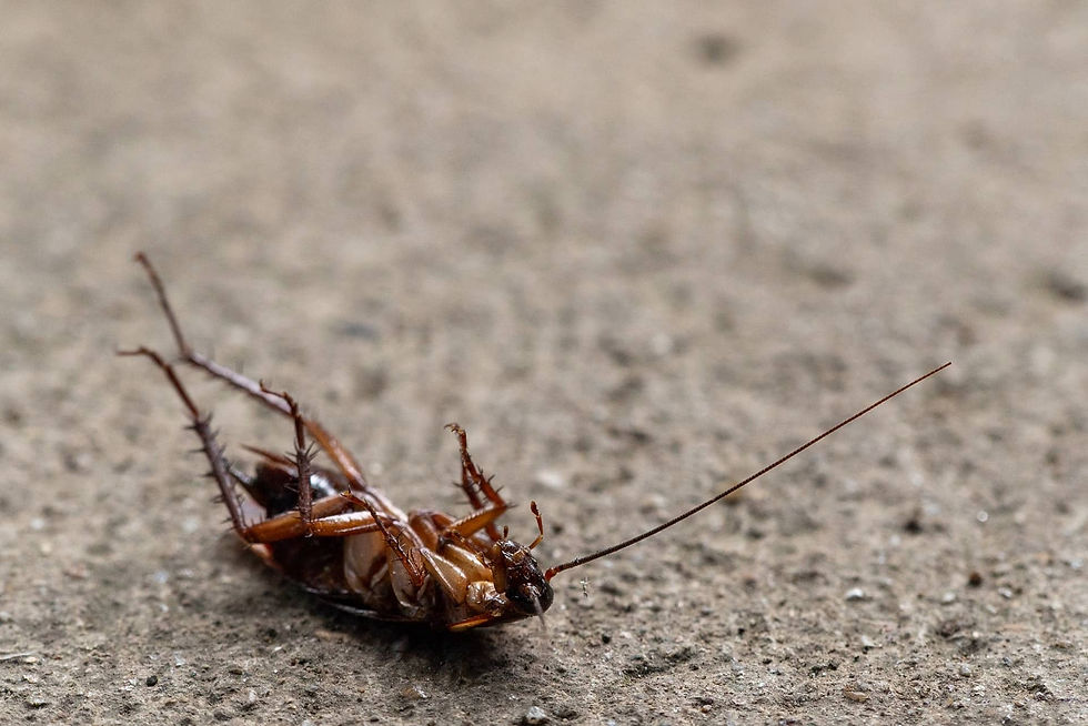 Cockroach - No Fuss Exterior Cleaning.jpeg