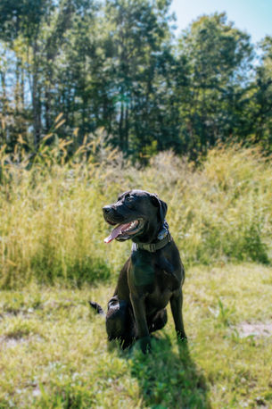Trainer guiding a dog and owner through real-world obedience lessons to strengthen bond and communication