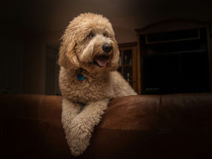 Dog enjoying a pet-friendly designed home