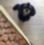 Here’s Max, ready for his tasty treats that we made on repeat: