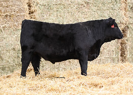 lot 20.jpg