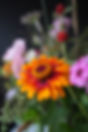 DSC04441.JPG