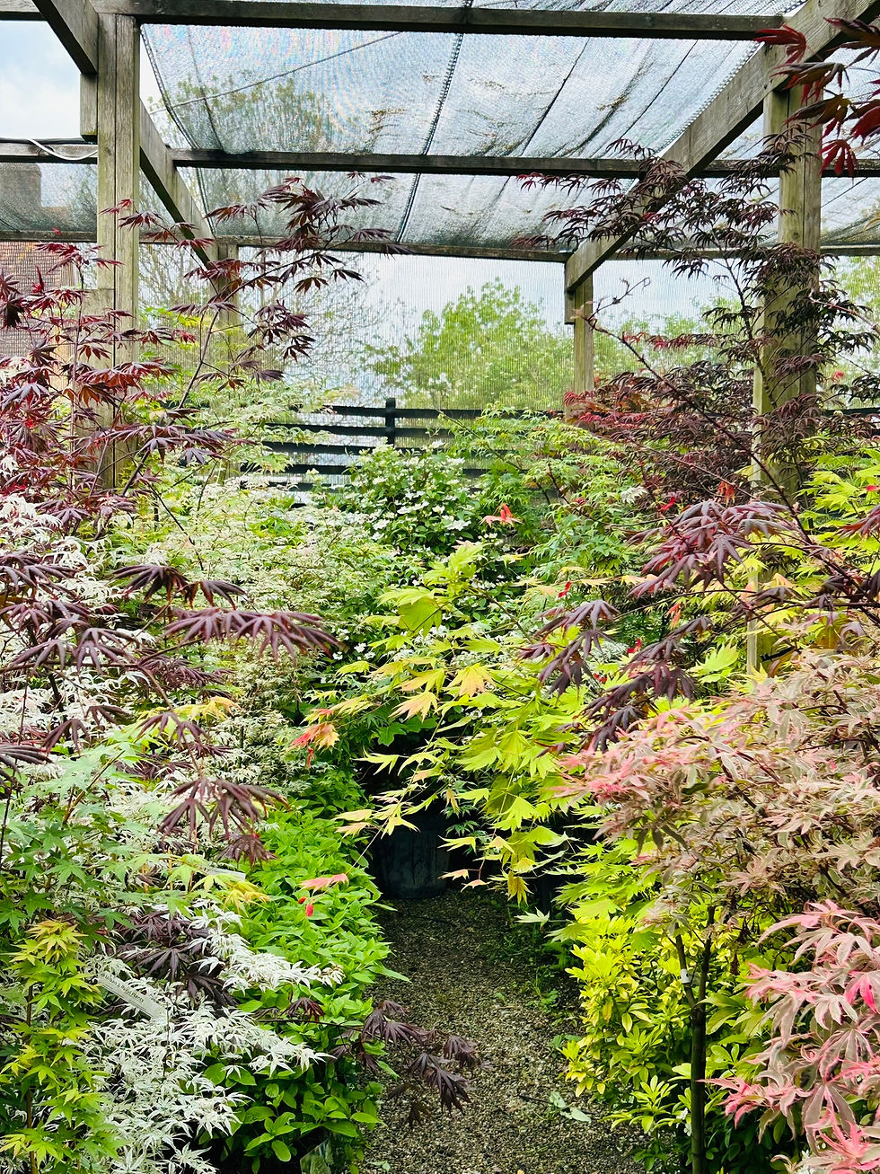 Large selection of Acers