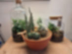 Cacti & Succulent Gardens