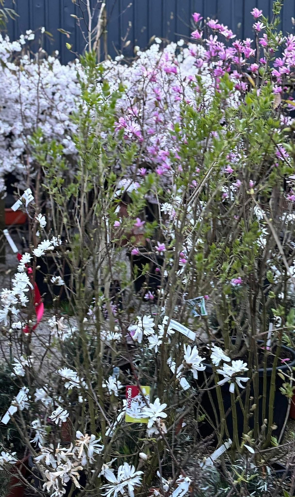 Magnolias & Prunus