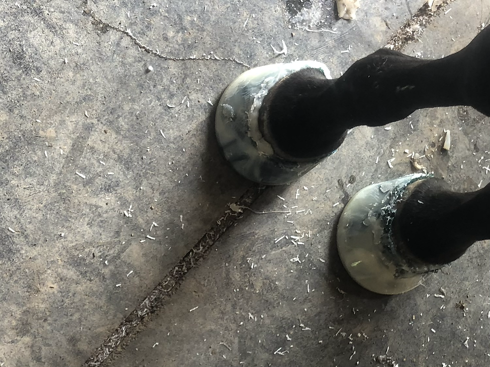 Thumbnail: Formahoof 