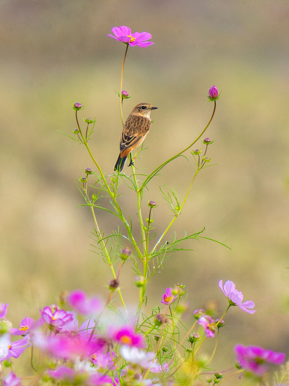 A1A08780ノビタキA4