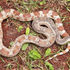 Pituophis melanoleucus mugitus