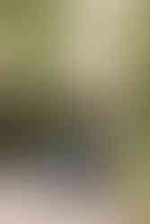 voiture de collection pour mariage au domaine du petit mylord