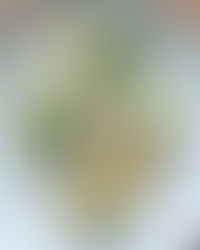 Recette de mayonnaise légère avocat et d'huile d'olive