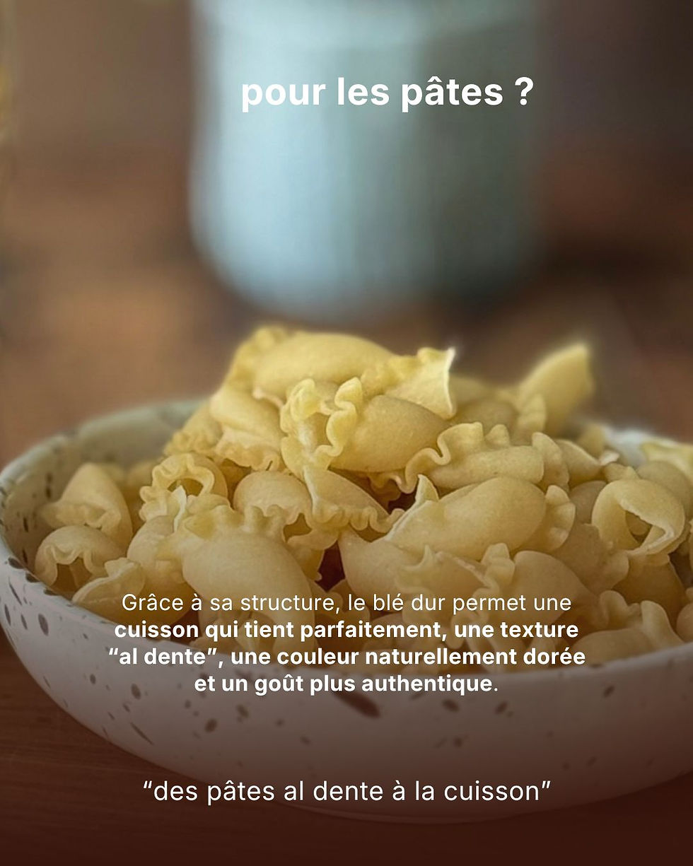 pourquoi on utilise du blé dur pour produire des pâtes