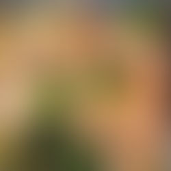 Poulet aux olives, citron et brocoli