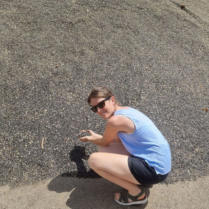 Récolte tournesol High Oléic Loretta 1888