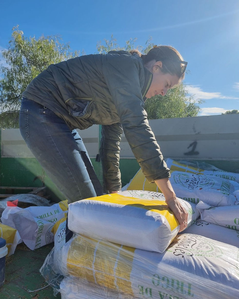 Préparation des sacs de semences de blé dur