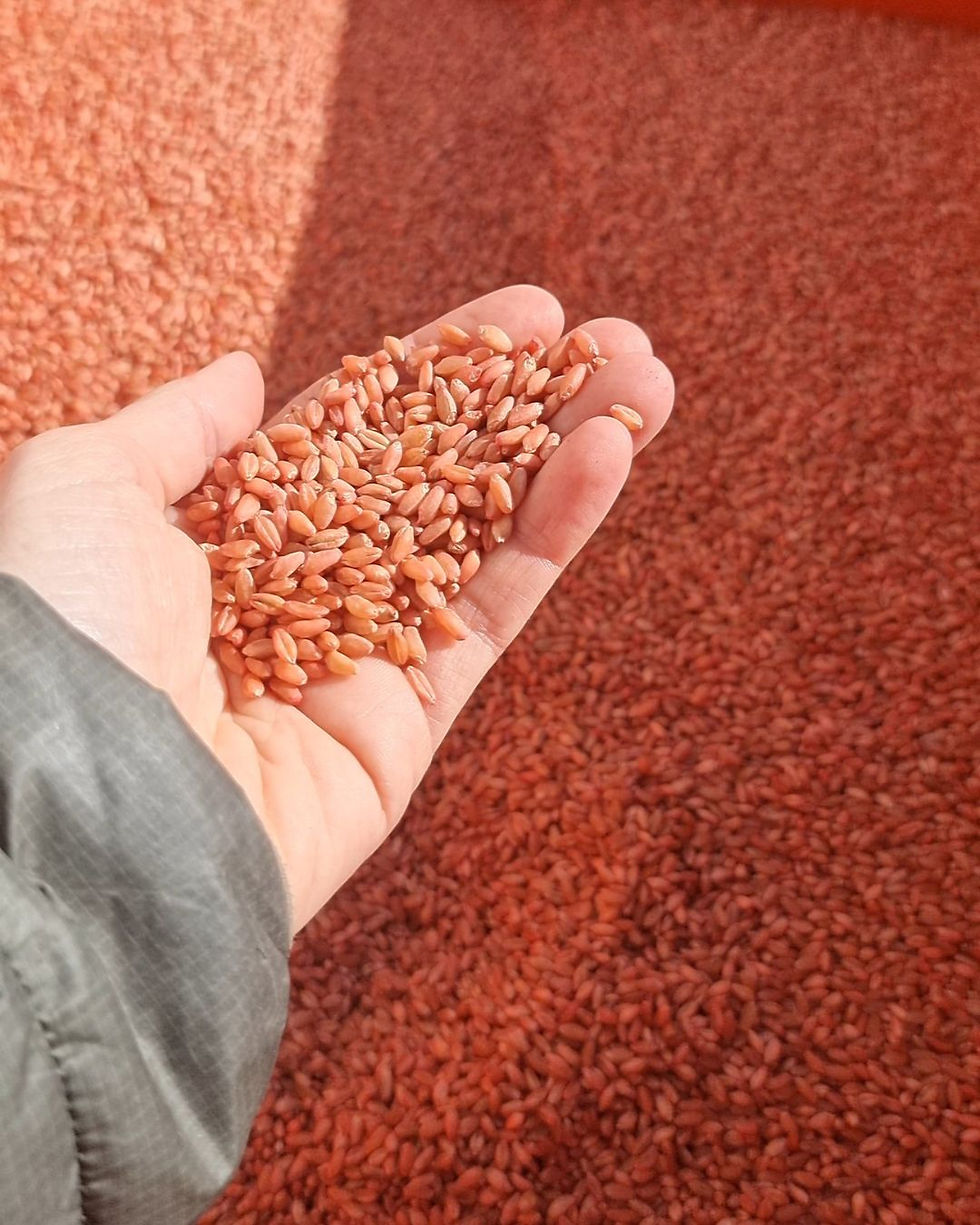 Les semences de blé dur rouges