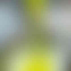 Huile d'olive Loretta 1888 qui coule lors du pressage